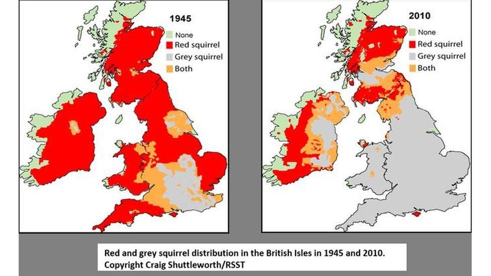 Map showing spread of grey squirrels