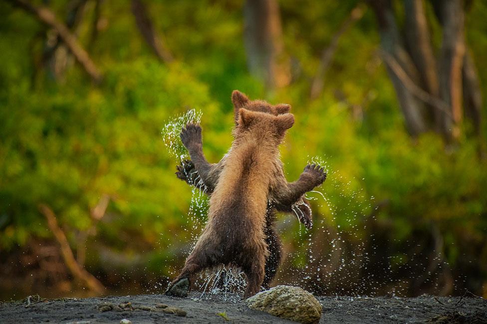 Two brown bear cubs playing together