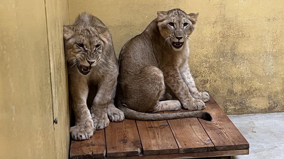 Rescued lions