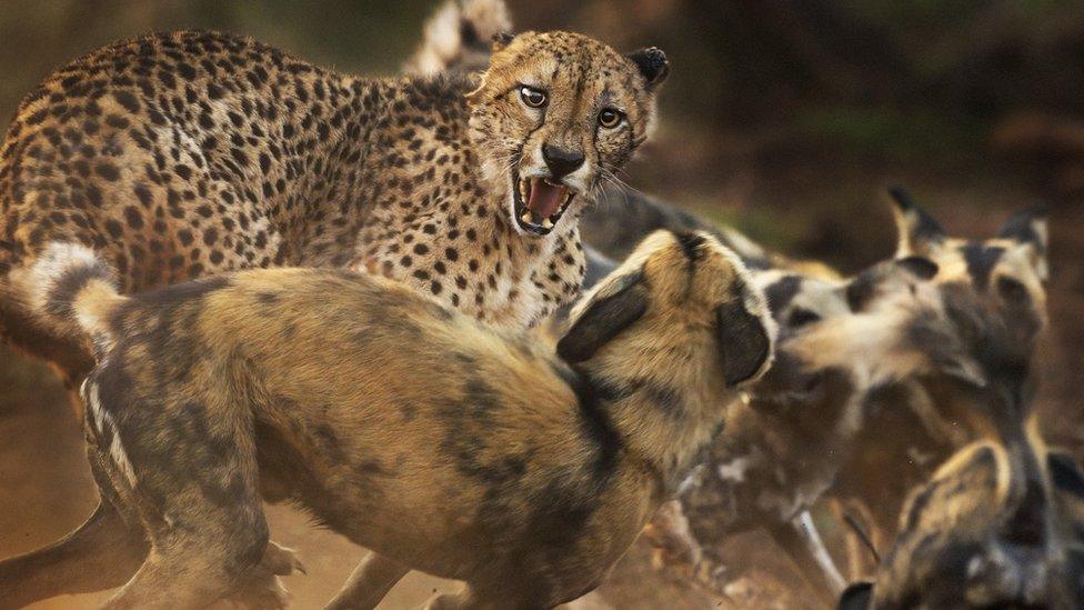 cheetah-and-wild-dogs