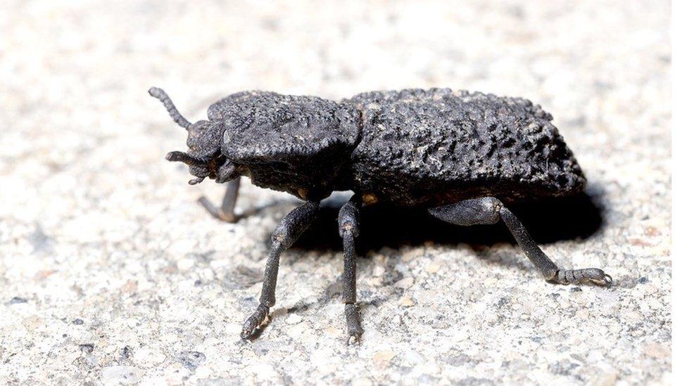 diabolical-ironclad-beetle