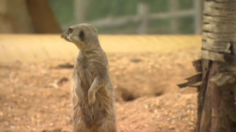 Wicksteed Park meerkat