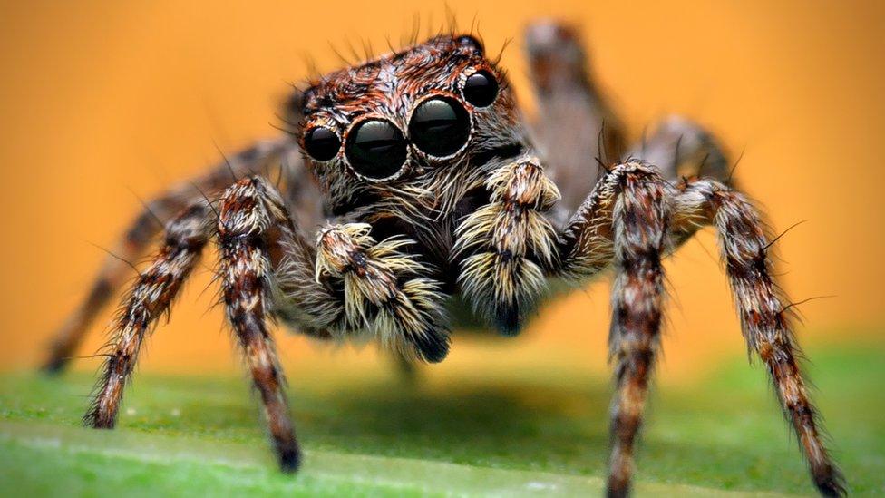 jumping-spider.