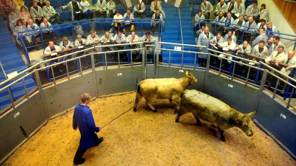 A cattle auction