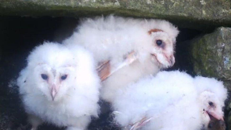 Three owl chicks