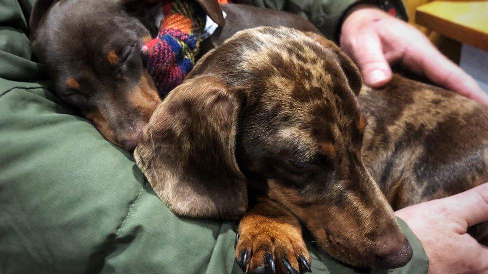 Two sleeping dachshunds .