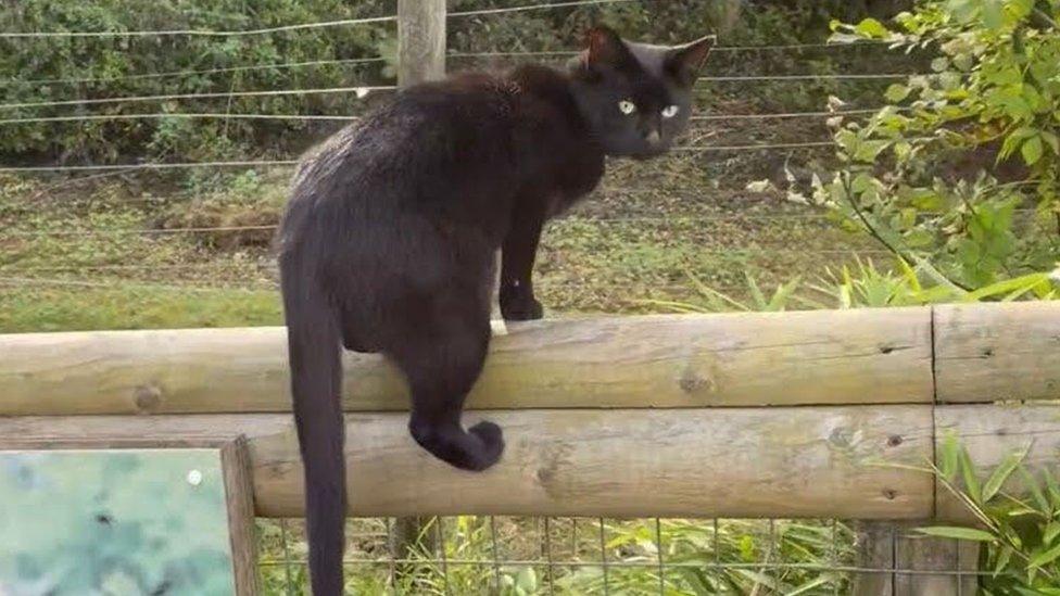 Black cat at Dudley Zoo