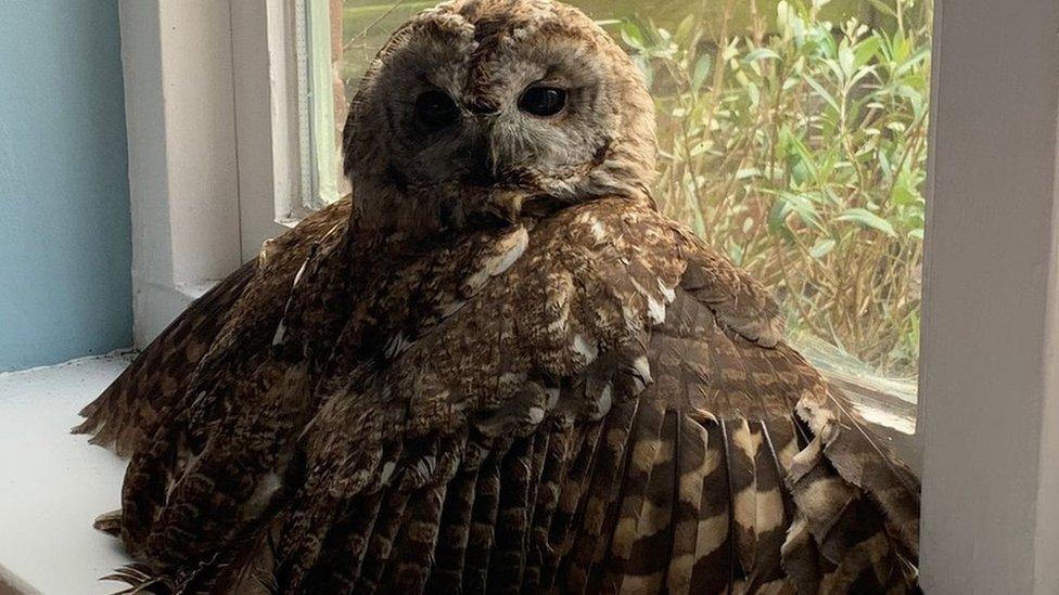 Owl rescued from chimney in Cornwall - BBC News