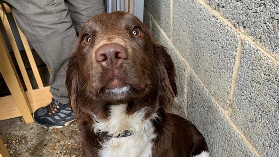 Springer spaniel