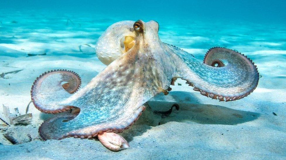 octopus on sea floor