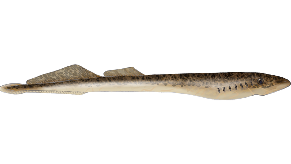 sea lamprey