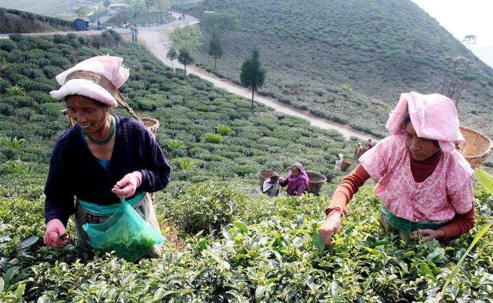 Indian Female Tea garden labourers pluck tea leafs at the Soureni Tea Garden near Mirik Hill some 49 Kms from Siliguri, 12 December 2007