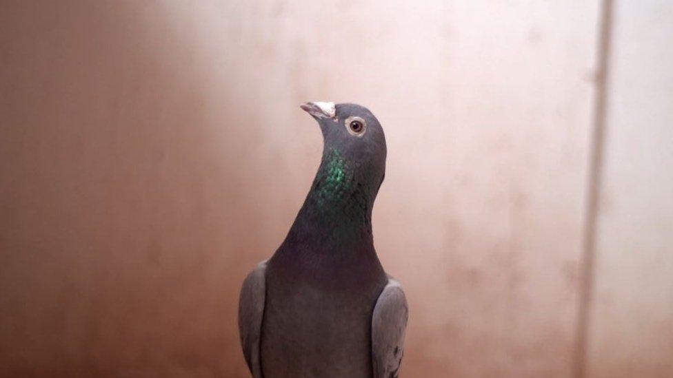 Armando the pigeon