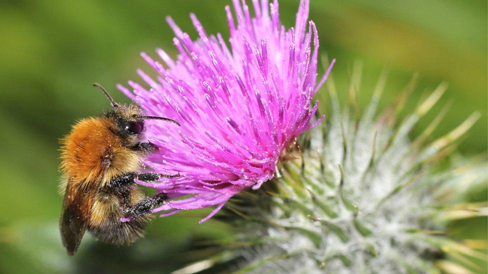 Bee on thistle