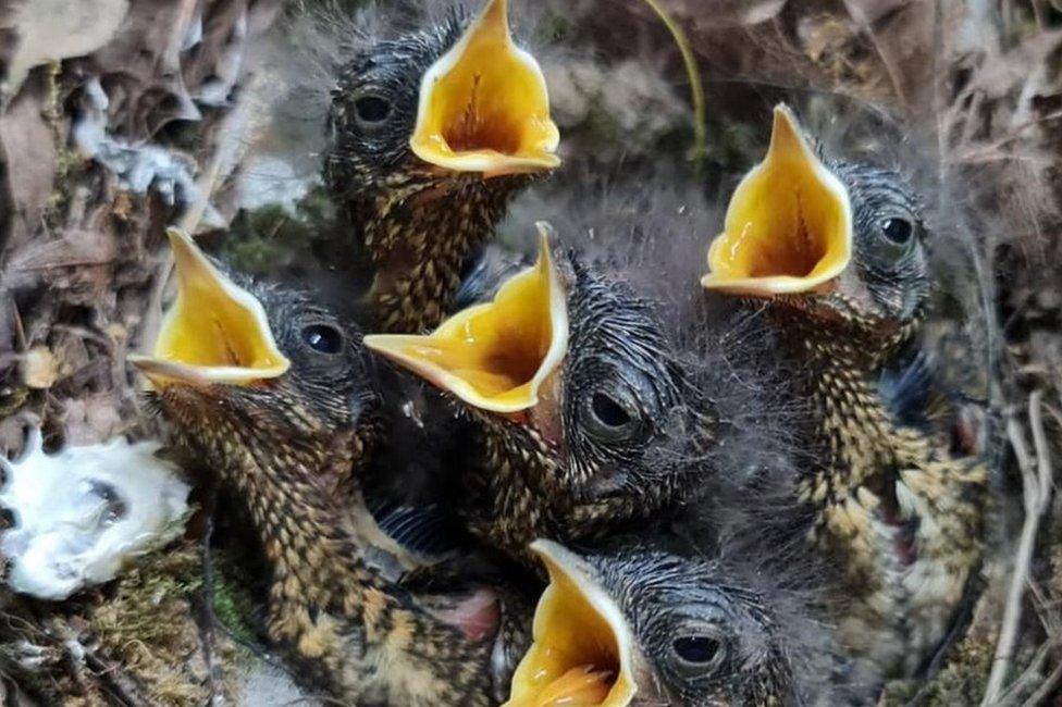 Robin chicks in a nest