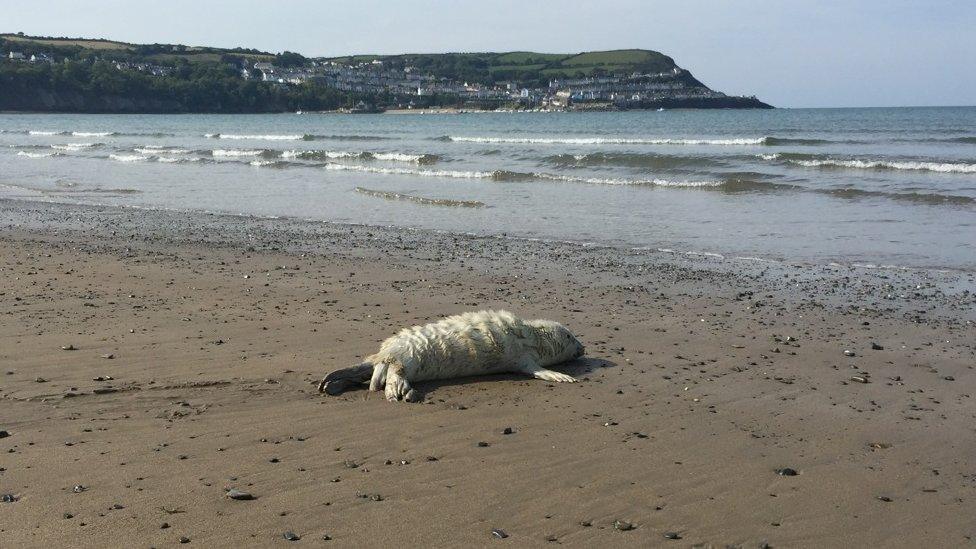 A seal pup on Cardigan coastline