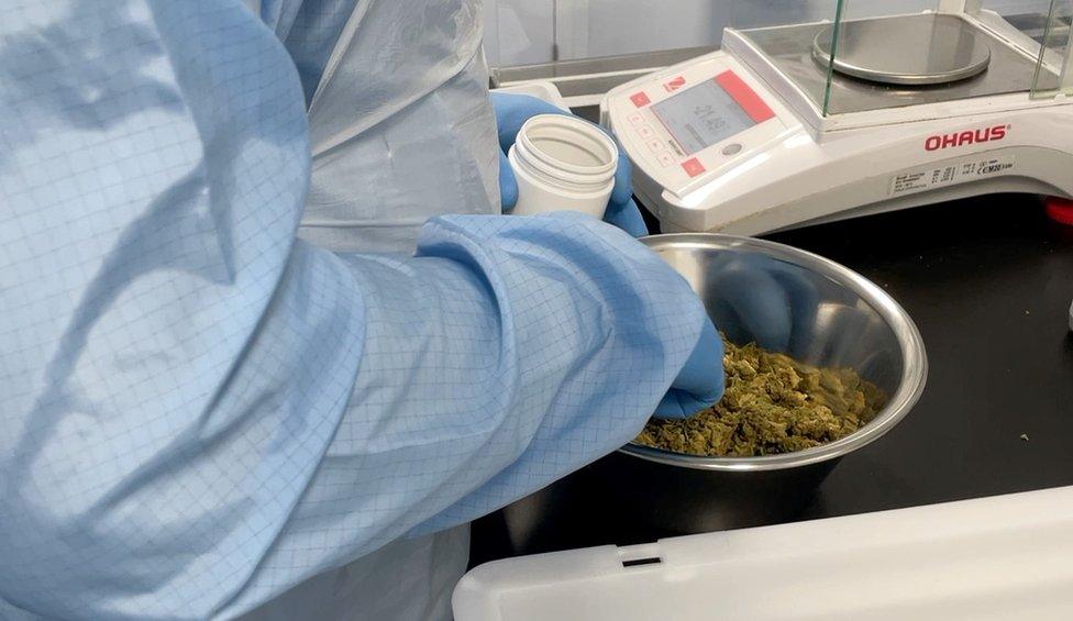 The medical cannabis being prepared