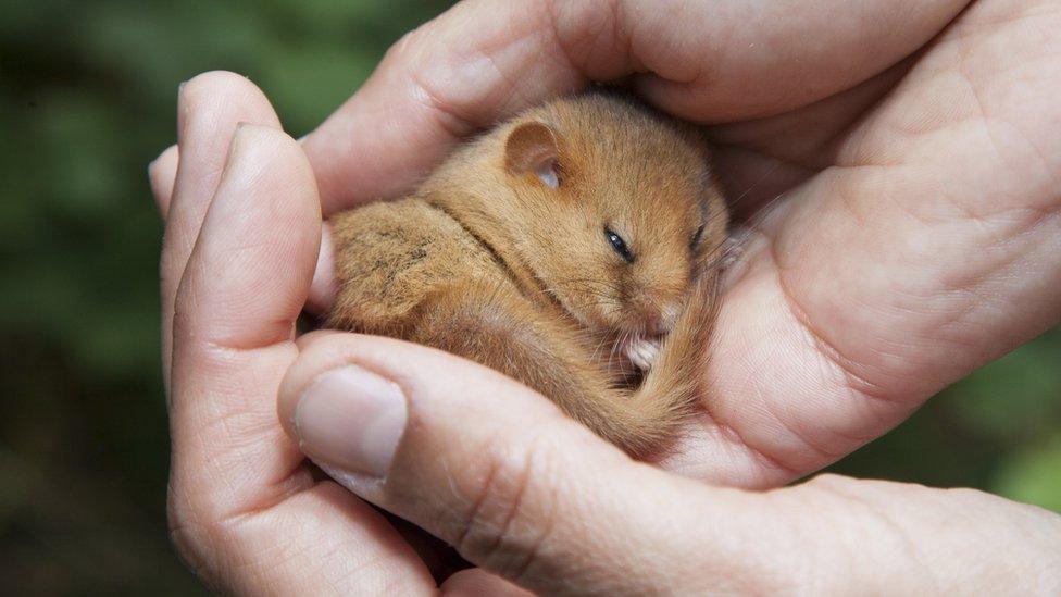 dormice nestled in the palm of someone's hand