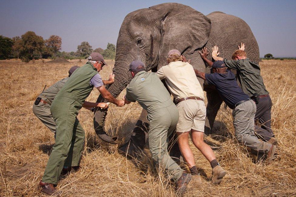 Harry marking an elephant