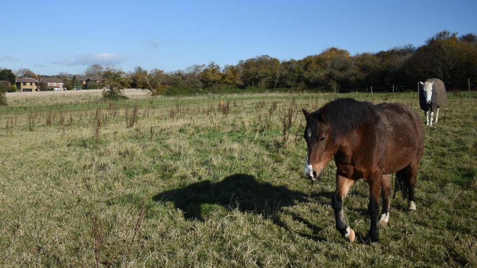 Horses at Cosmeston