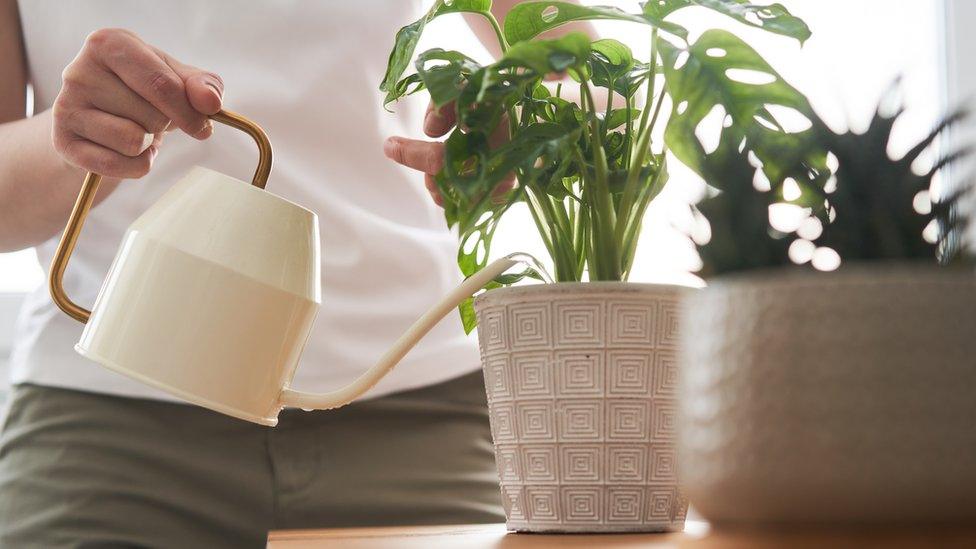 Watering a houseplant