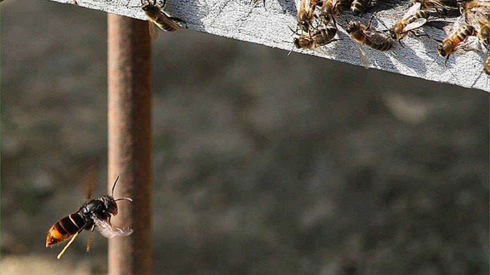 Asian hornet flying towards a cluster of bees on a beehive