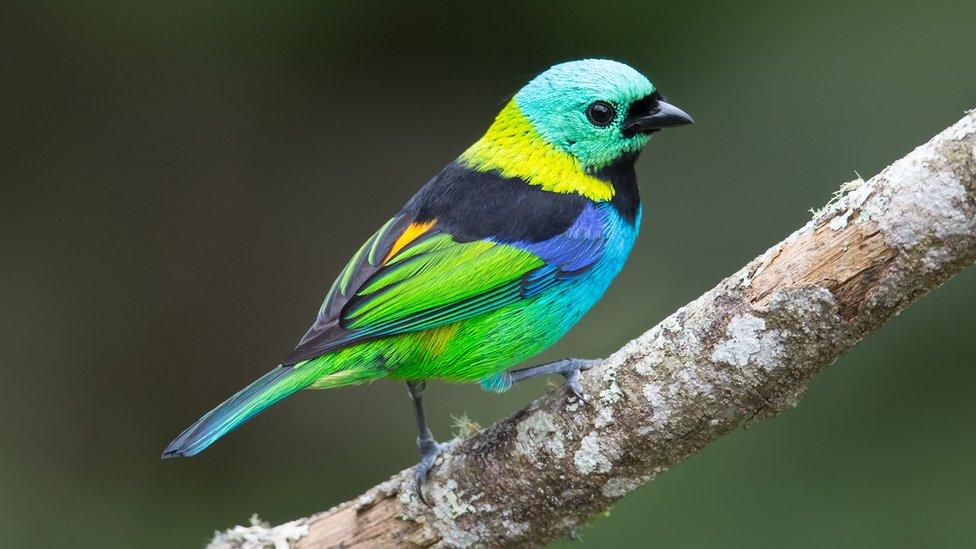 Green headed Tanager.