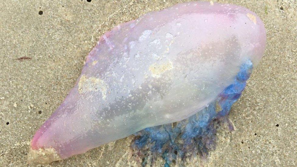 Portuguese man-of-war