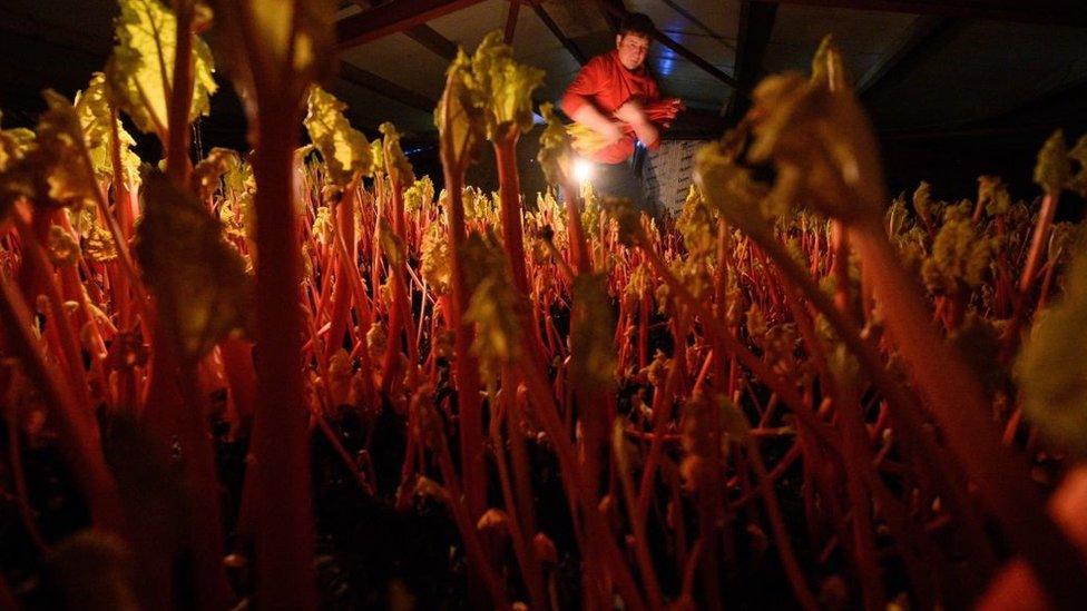 A farmer harvests rhubarb by candlelight in Leeds