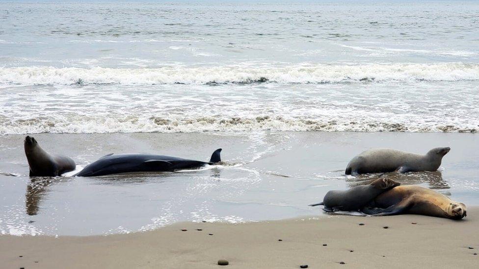 Sick dolphins and sea lions on California beach