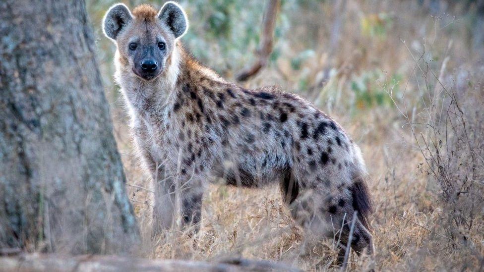 A spotted hyena (Crocuta crocuta), aka laughing hyena,Nakuru National Park, Kenya