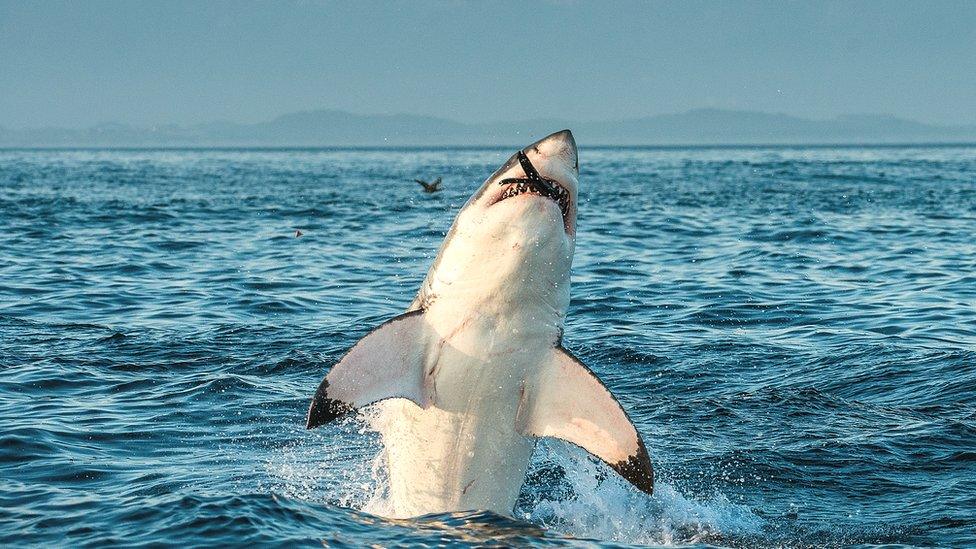 Great white shark