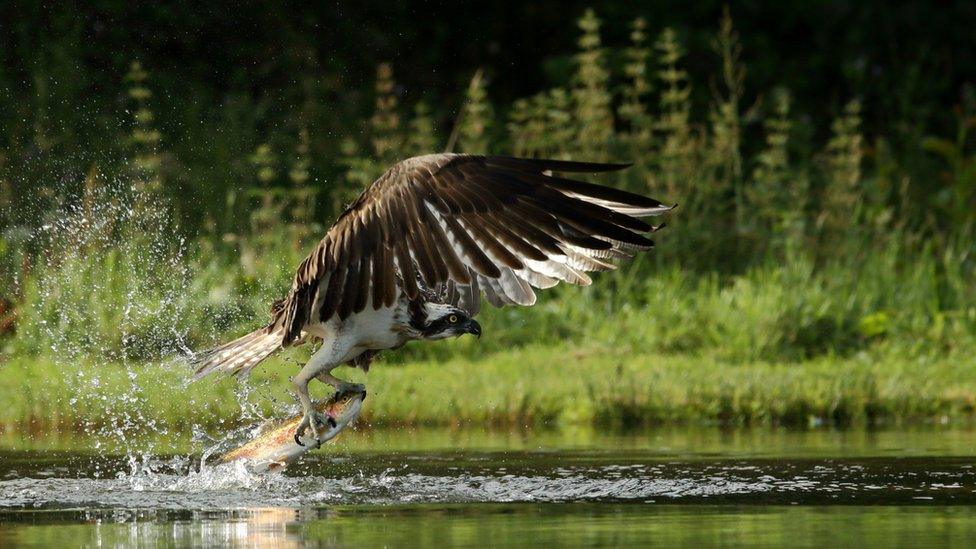 Osprey hunting.