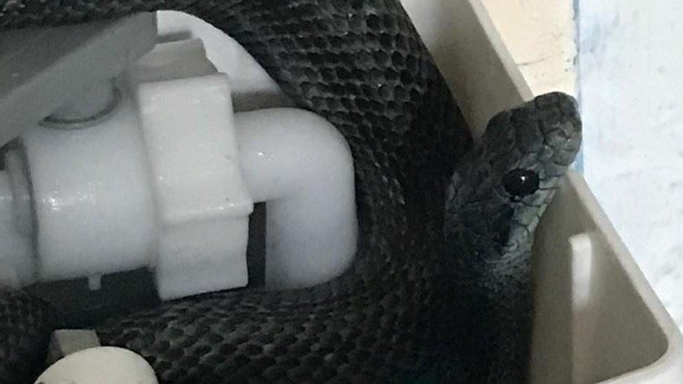 Snake in toilet