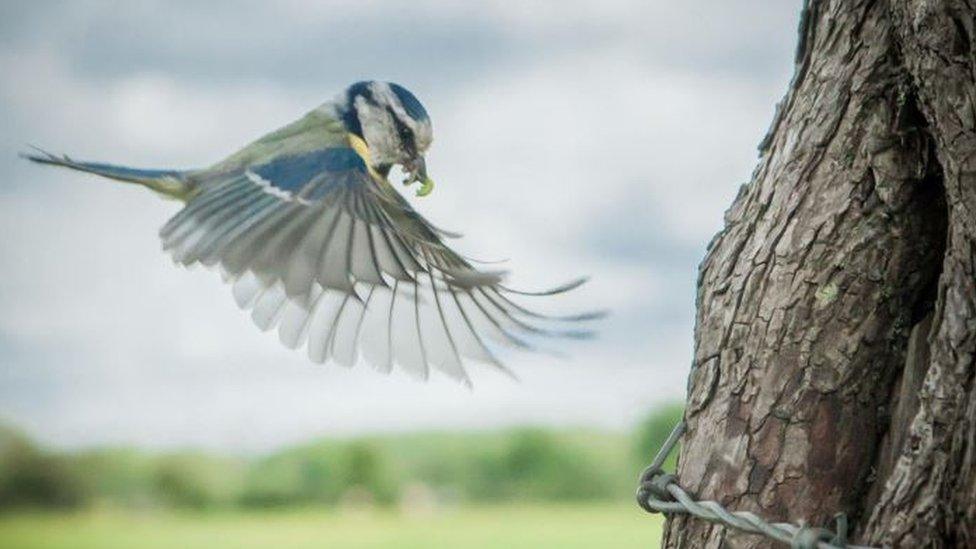 Blue tit in flight feeding its young in Bangor-on-Dee, near Wrexham