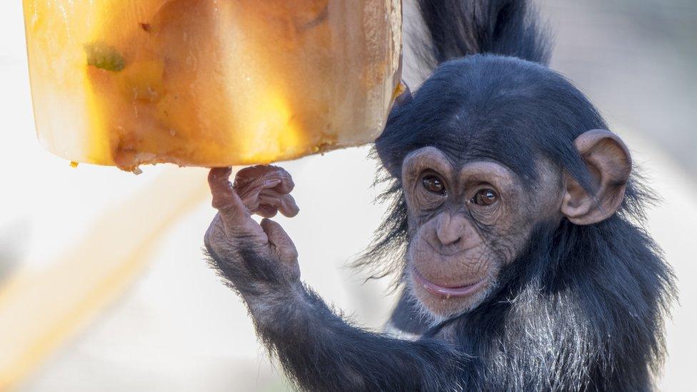 Enzi the baby chimpanzee about to eat an ice cake