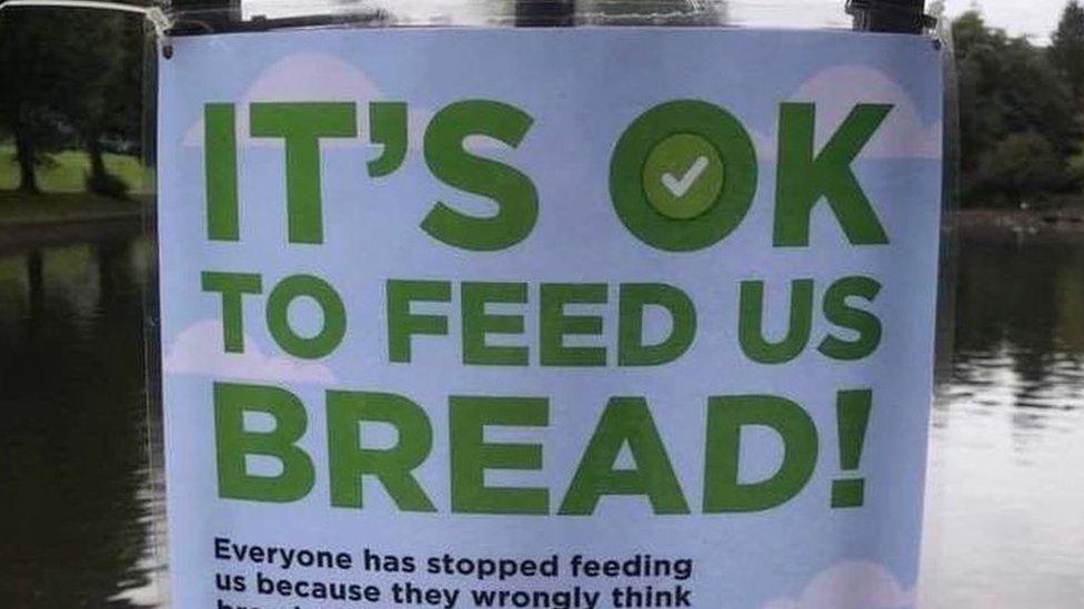 Photo of sign saying: "It's OK to feed us bread"