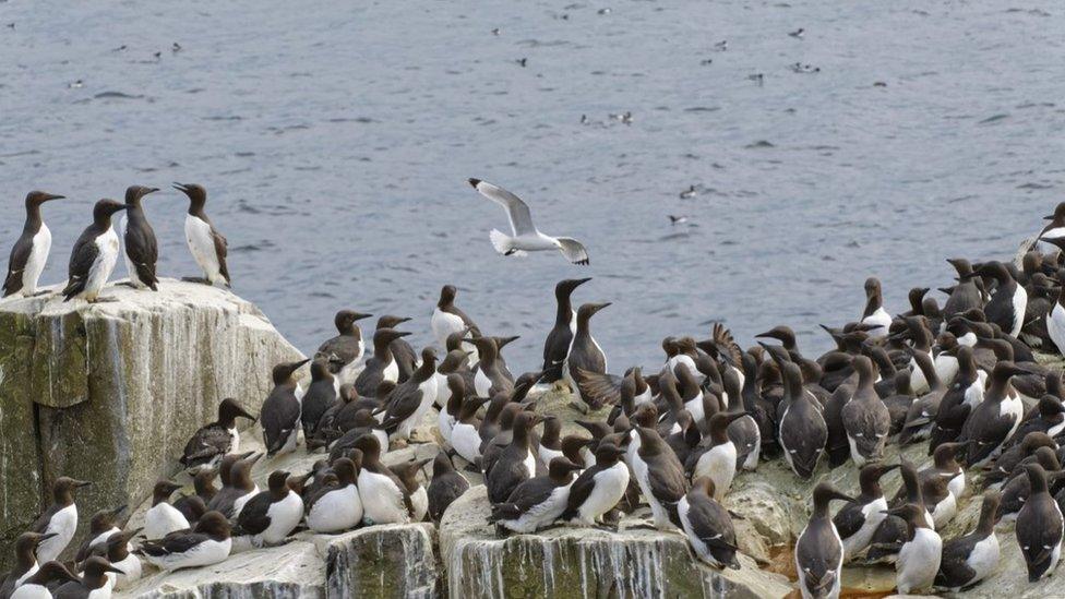 Guillemot colony on Farne Islands