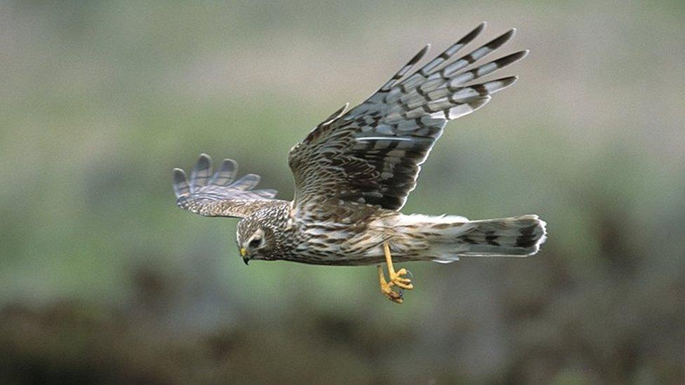 hen harrier