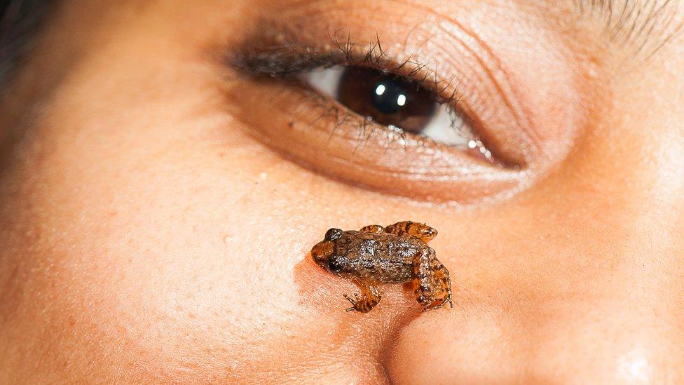 Manalar Night Frog