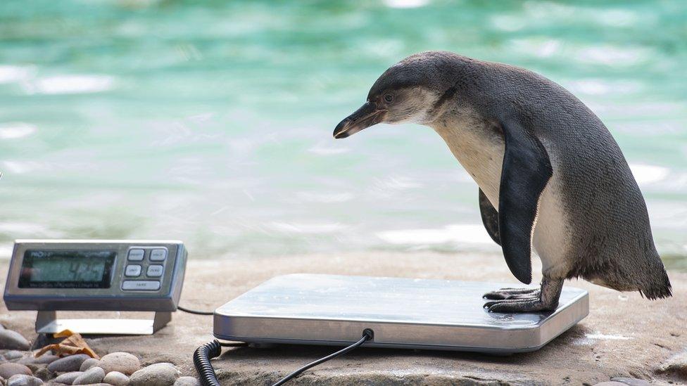 Humboldt Penguin