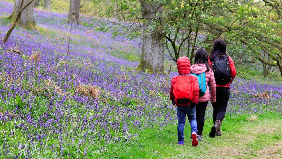 family walking past bluebells in woods