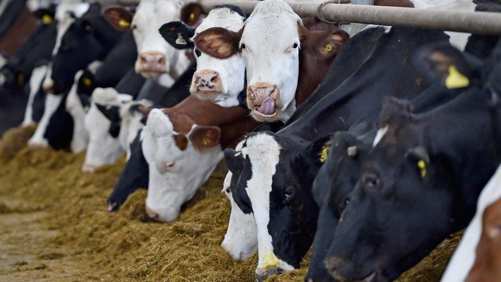 File photo: Cows at a farm