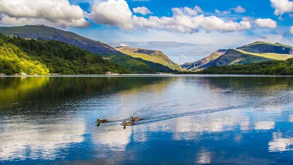 Hwyiaid ar Lyn Padarn