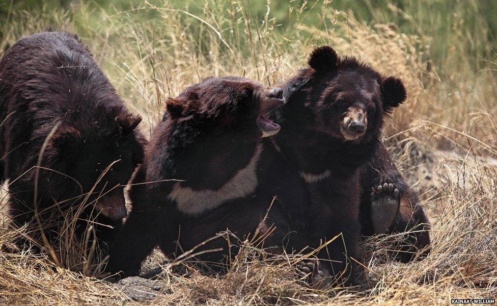 black bears playing