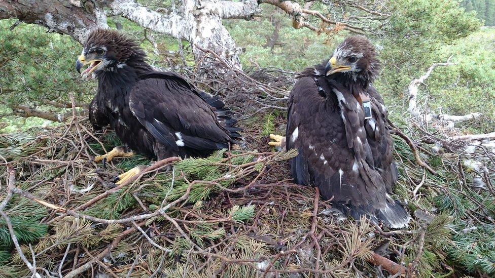 Two young golden eagles