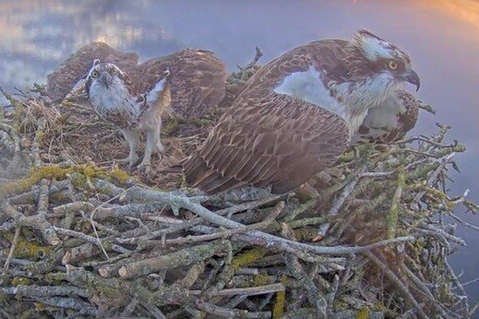 Maya with some of her chicks