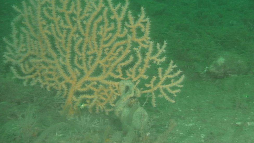 Sea fan in Lyme bay in 2013