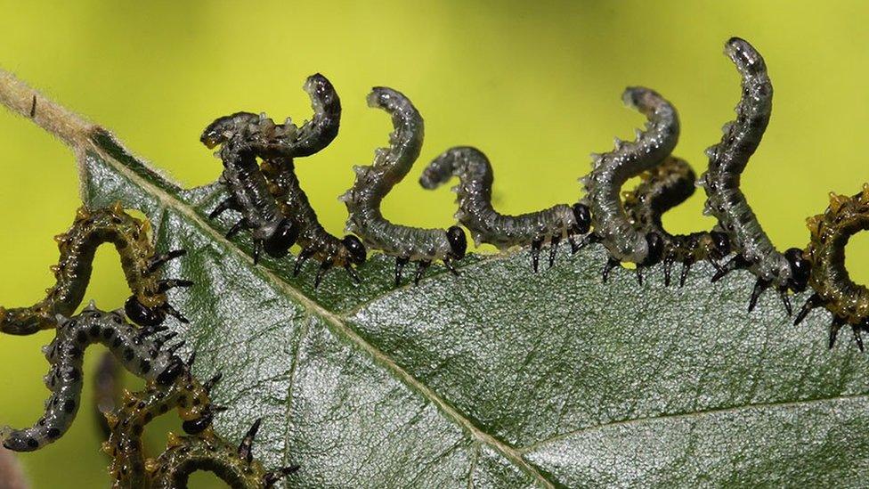 Sawfly larva