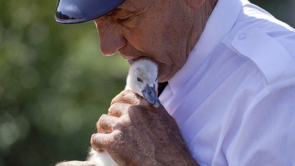 David Barber checks over a cygnet